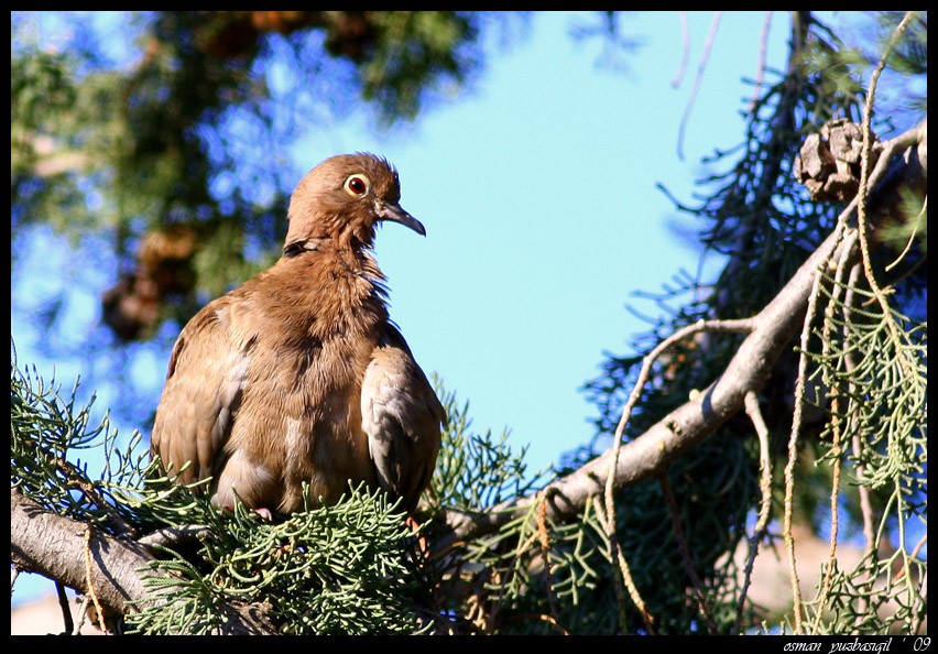 Eurasian Collared Dove