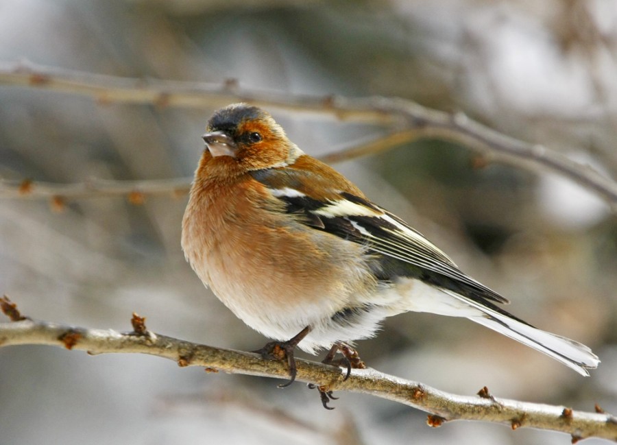 Eurasian Chaffinch