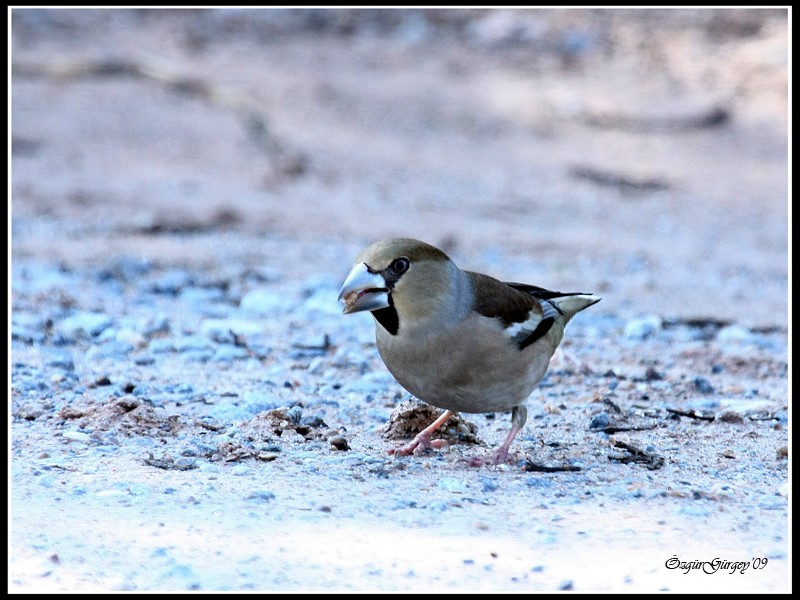 Hawfinch