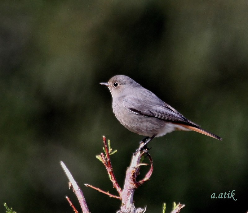 Black Redstart