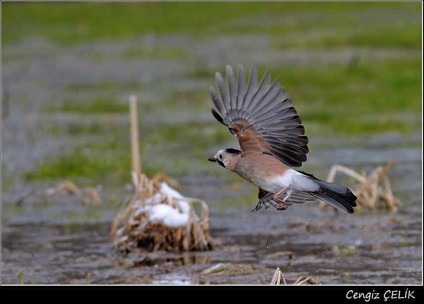 Eurasian Jay