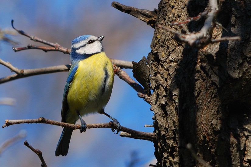 Eurasian Blue Tit