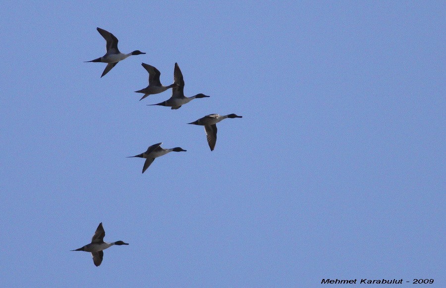 Northern Pintail