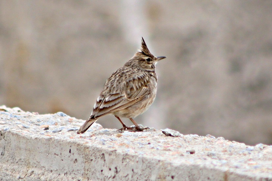 Crested Lark