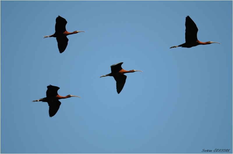 Glossy Ibis