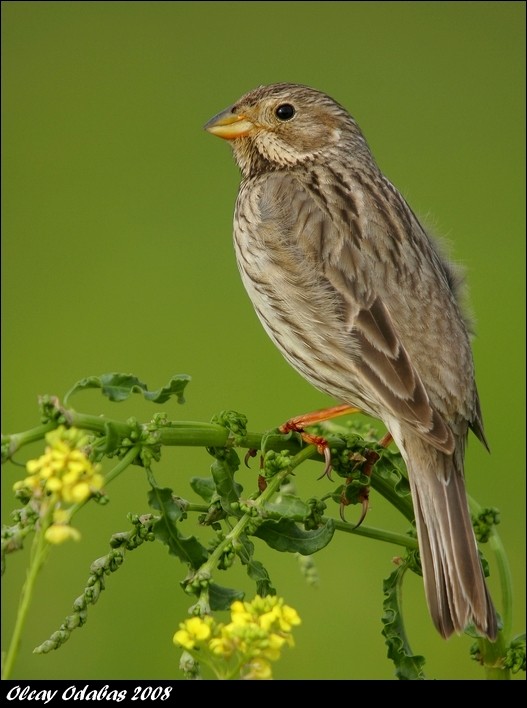 Corn Bunting