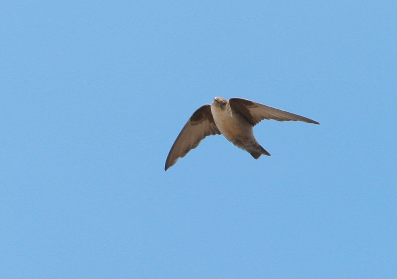 Eurasian Crag Martin