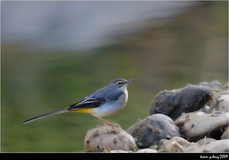 Grey Wagtail