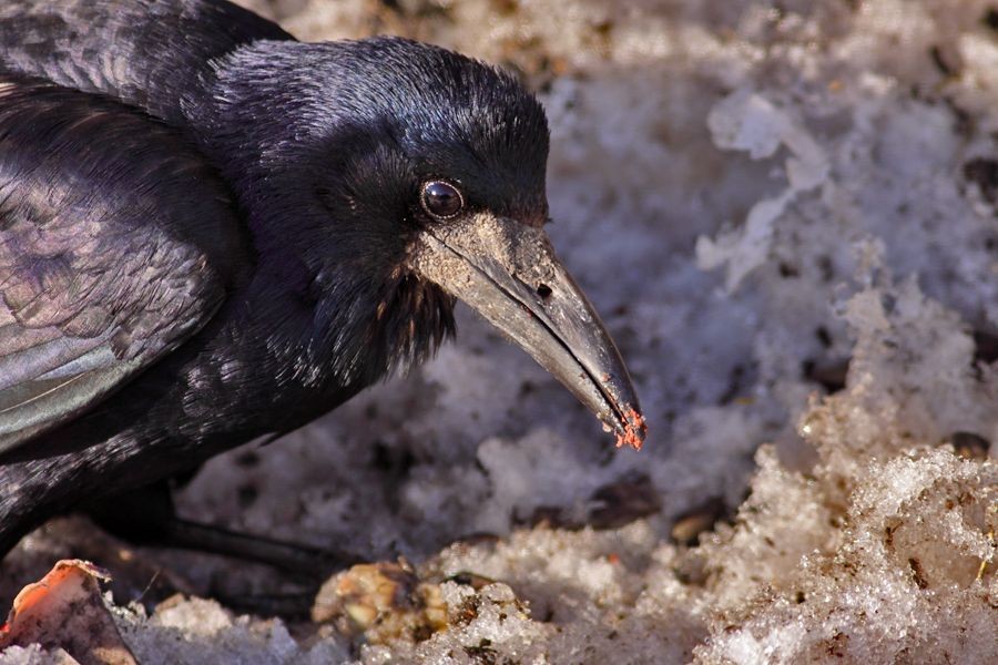 Rook