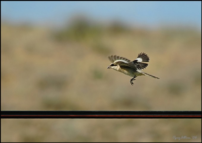 Lesser Grey Shrike
