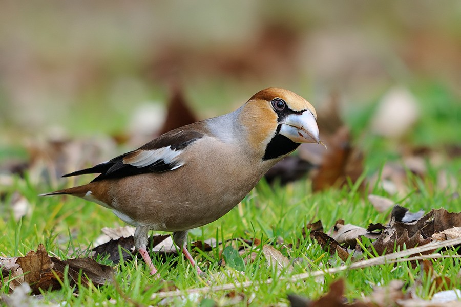 Hawfinch