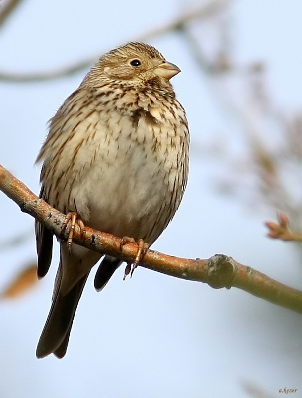 Corn Bunting