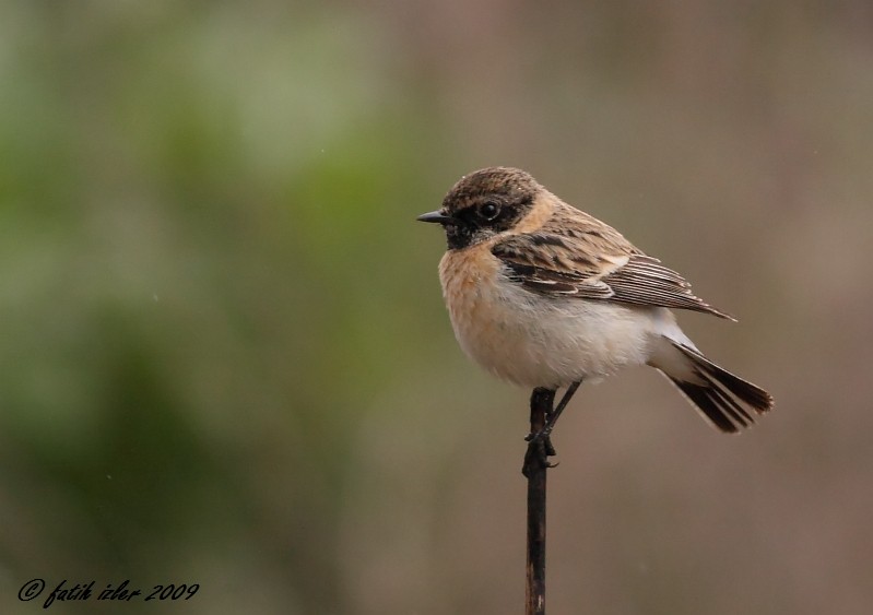 Siberian Stonechat