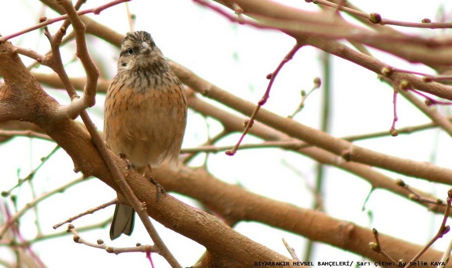 Rock Bunting