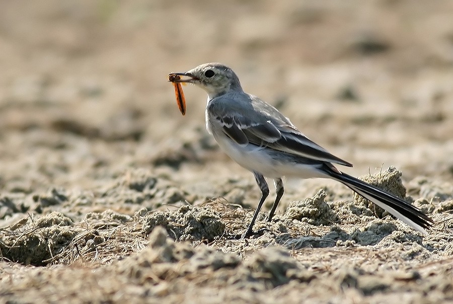 White Wagtail