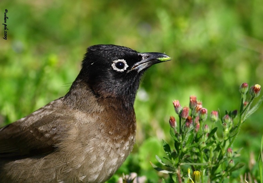 White-spectacled Bulbul