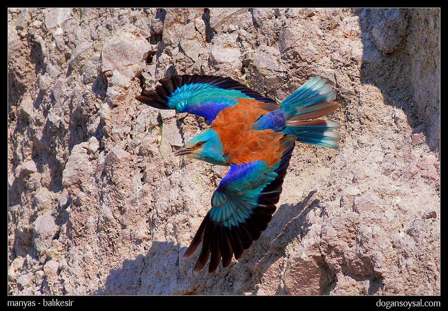 European Roller