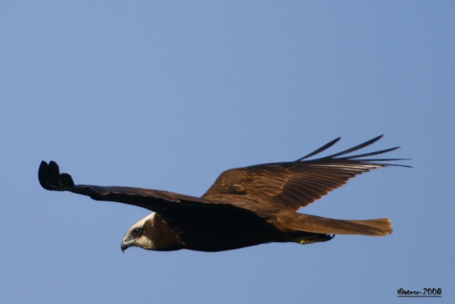 Western Marsh Harrier