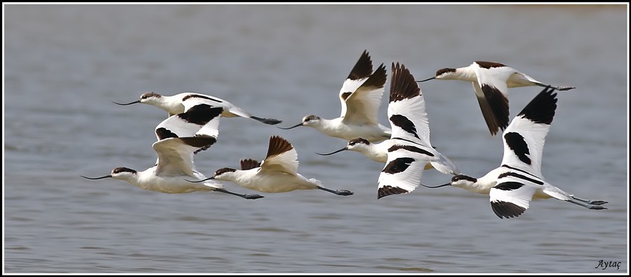Pied Avocet