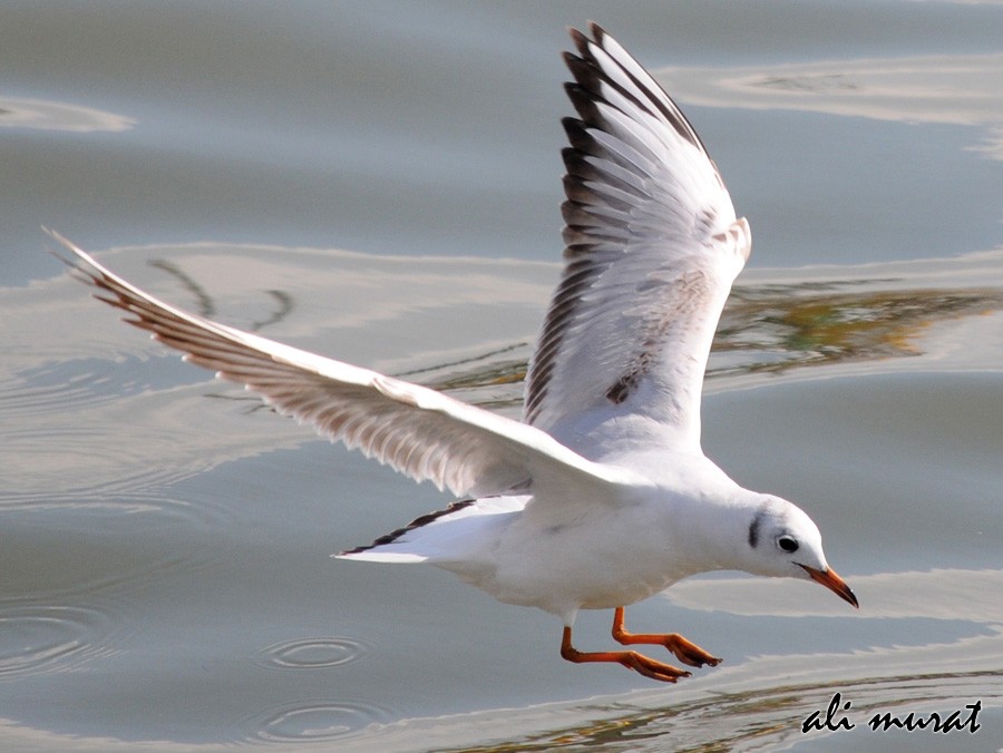 Black-headed Gull