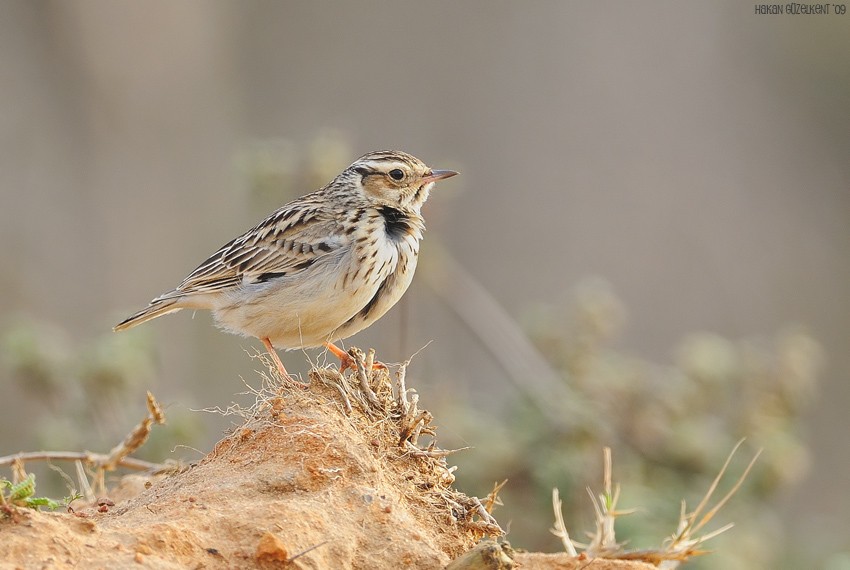 Woodlark