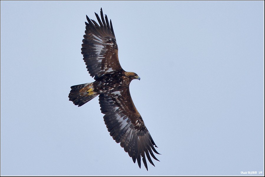 Golden Eagle
