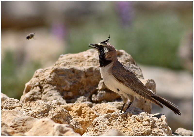 Horned Lark