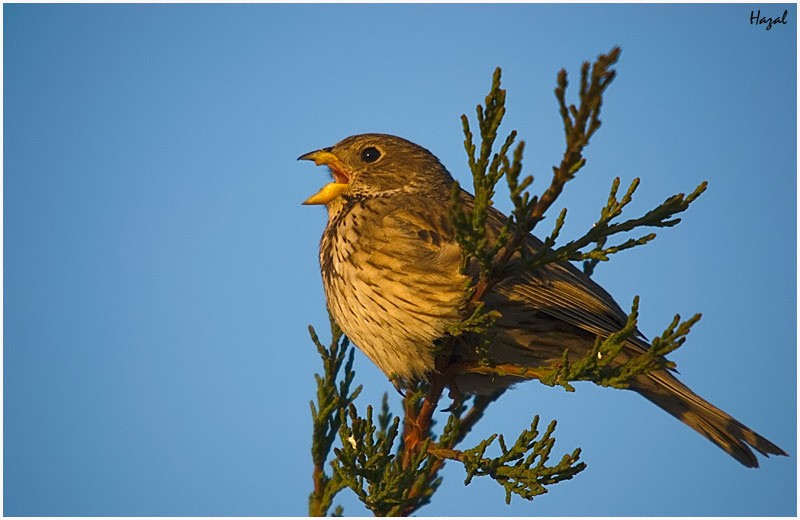 Corn Bunting