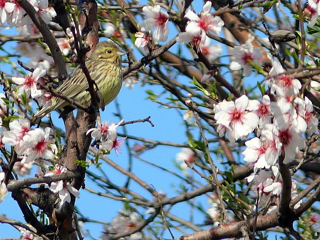 Cirl Bunting
