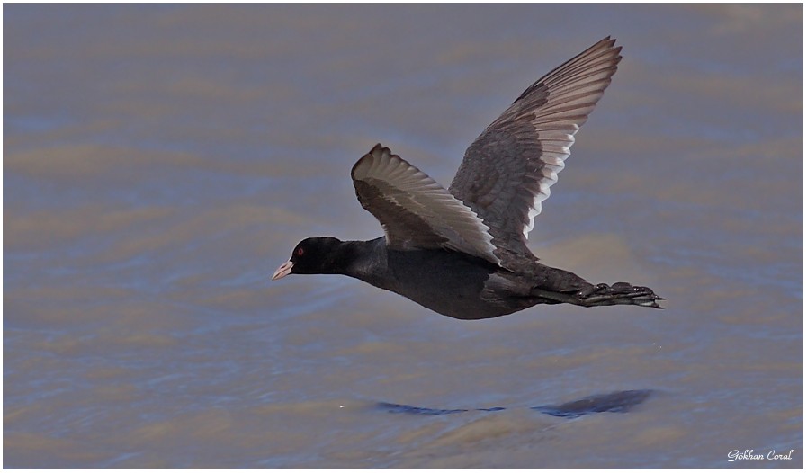 Eurasian Coot