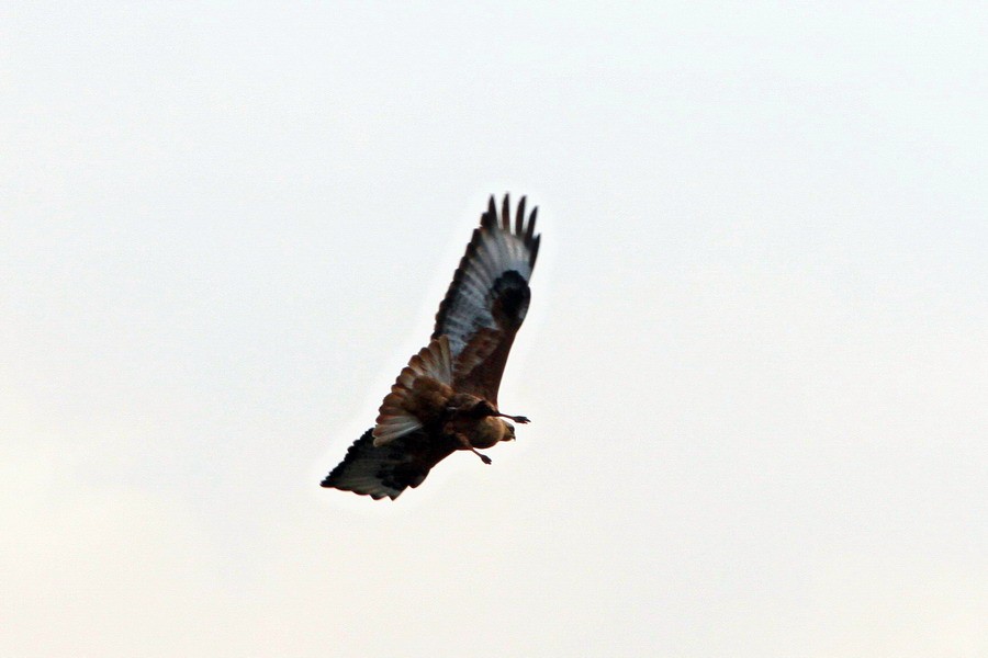 Long-legged Buzzard