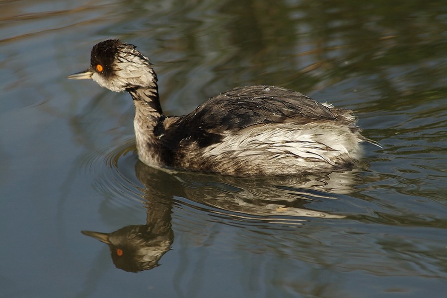 Black-necked Grebe