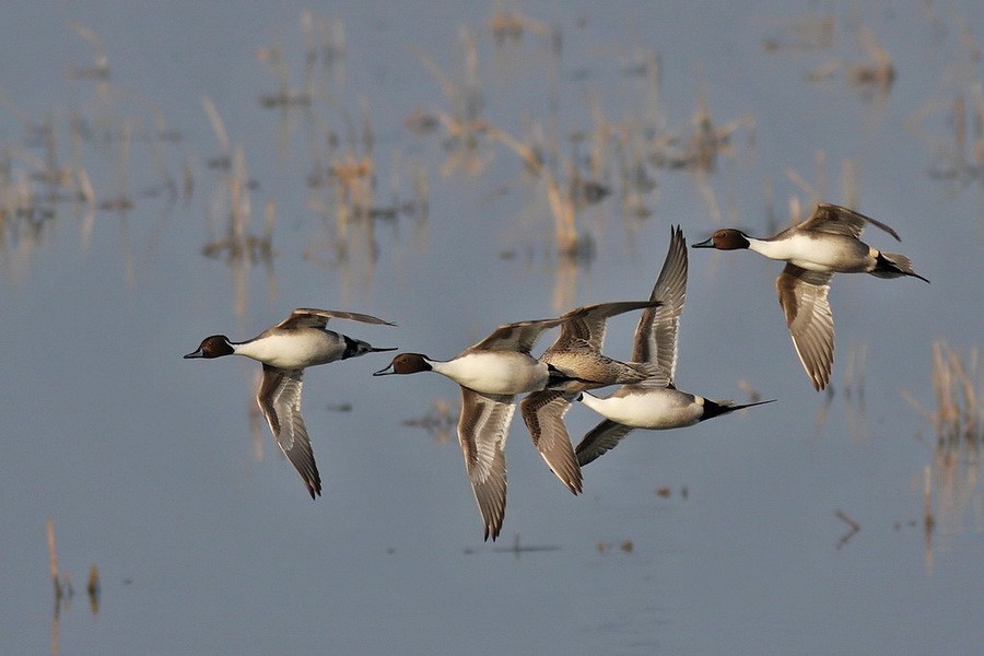 Northern Pintail