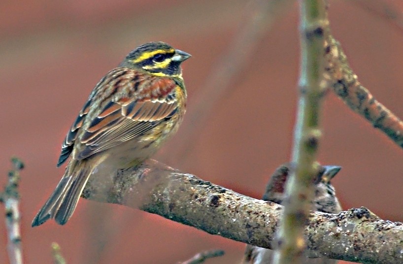 Cirl Bunting