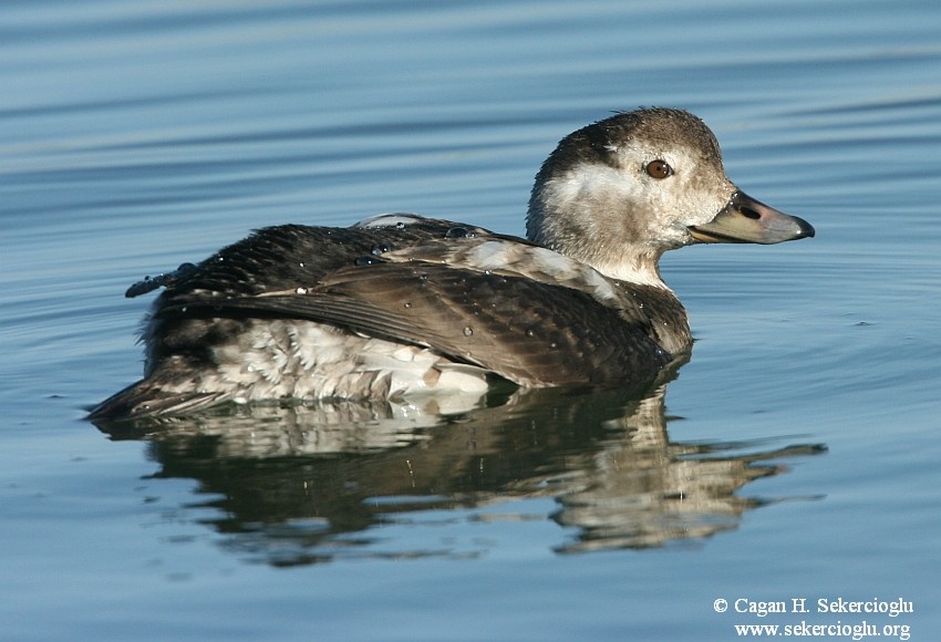 Long-tailed Duck