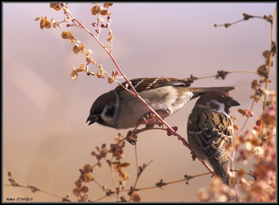 Eurasian Tree Sparrow