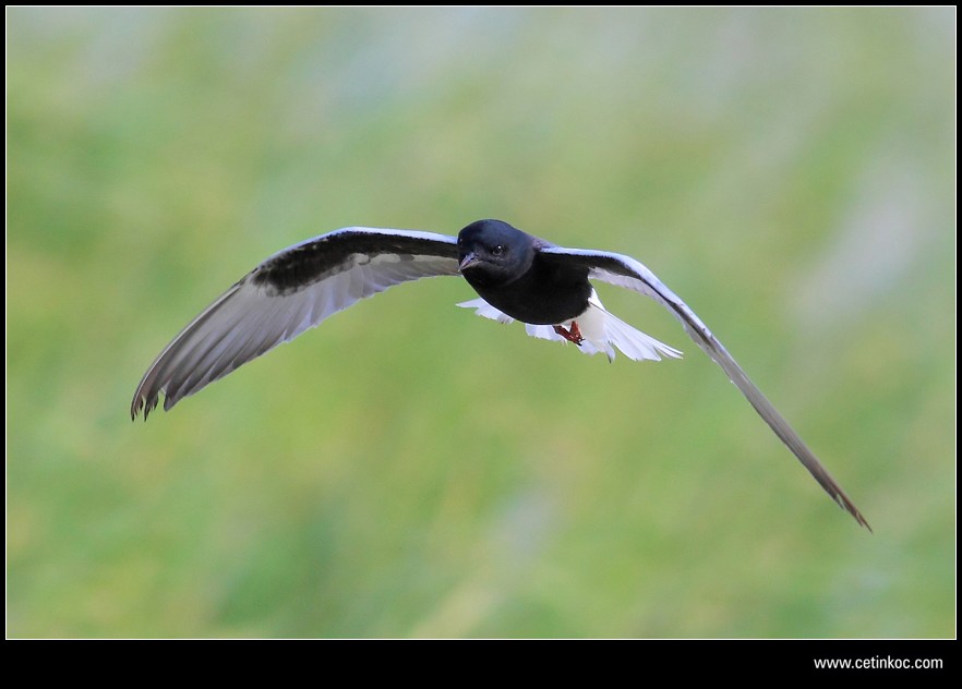 White-winged Tern