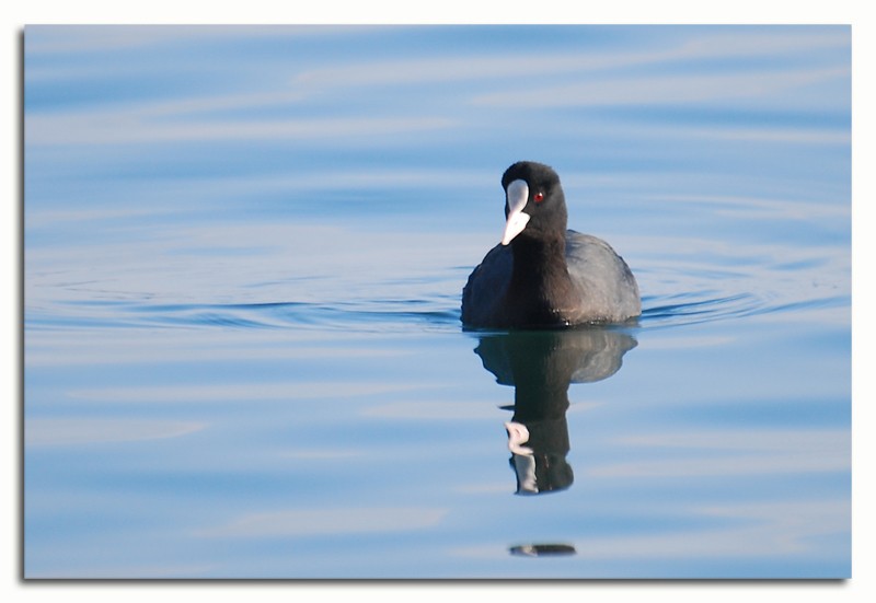 Eurasian Coot