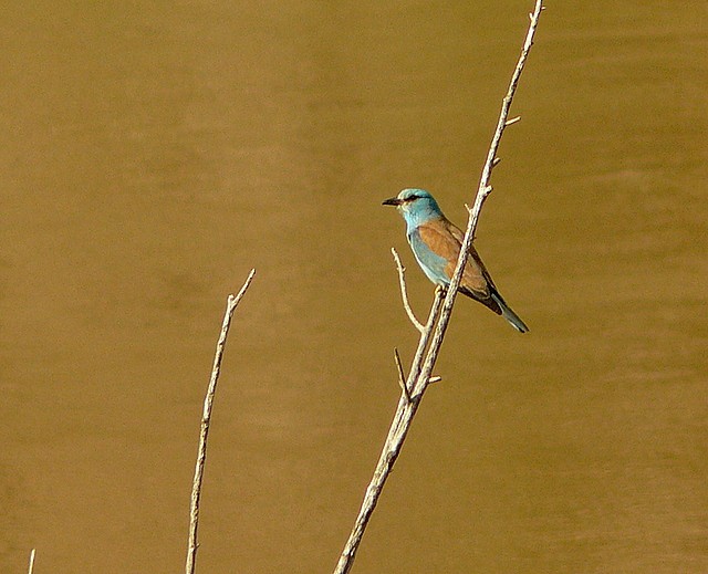 European Roller