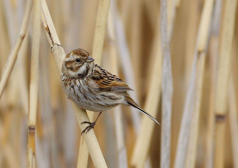 Common Reed Bunting