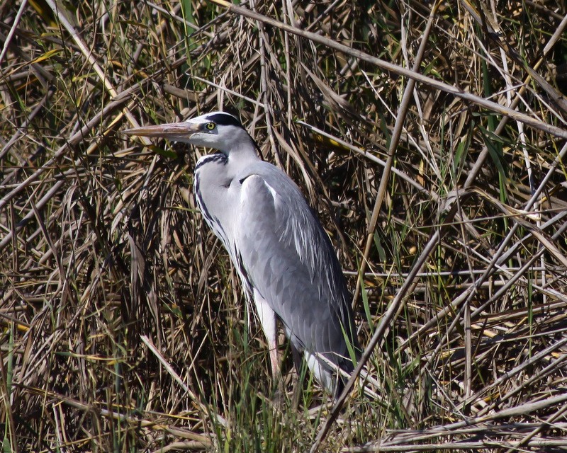 Grey Heron