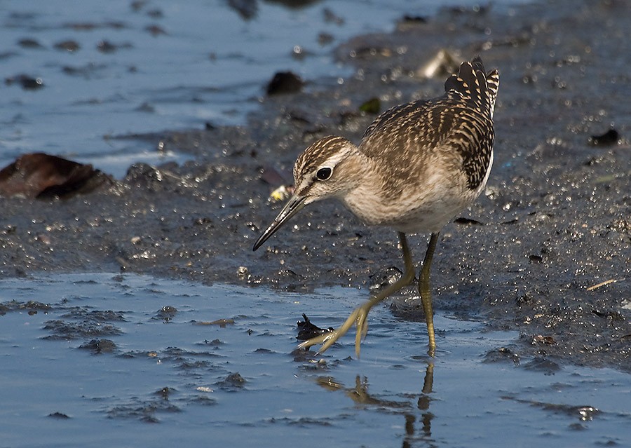 Wood Sandpiper