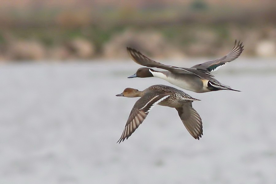 Northern Pintail