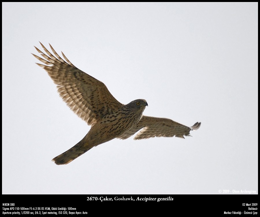 Eurasian Goshawk