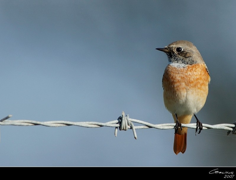 Common Redstart