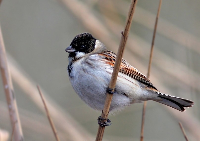 Common Reed Bunting