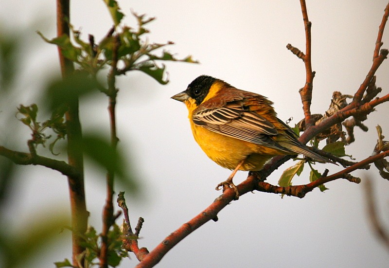 Black-headed Bunting