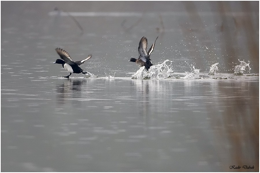 Tufted Duck