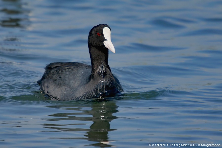 Eurasian Coot