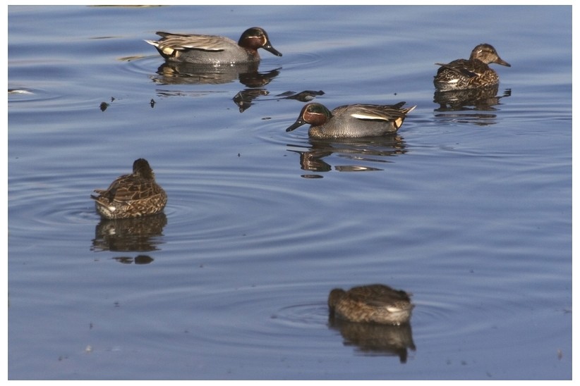 Eurasian Teal